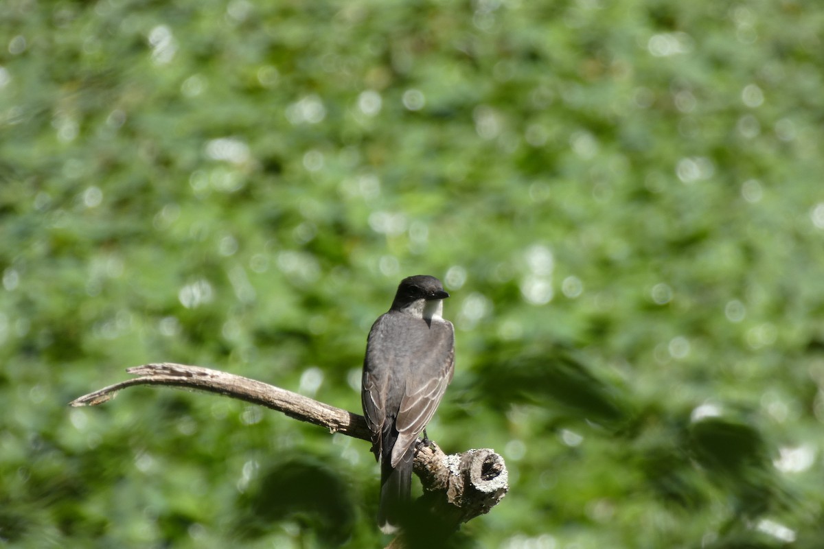 Eastern Kingbird - ML639099605