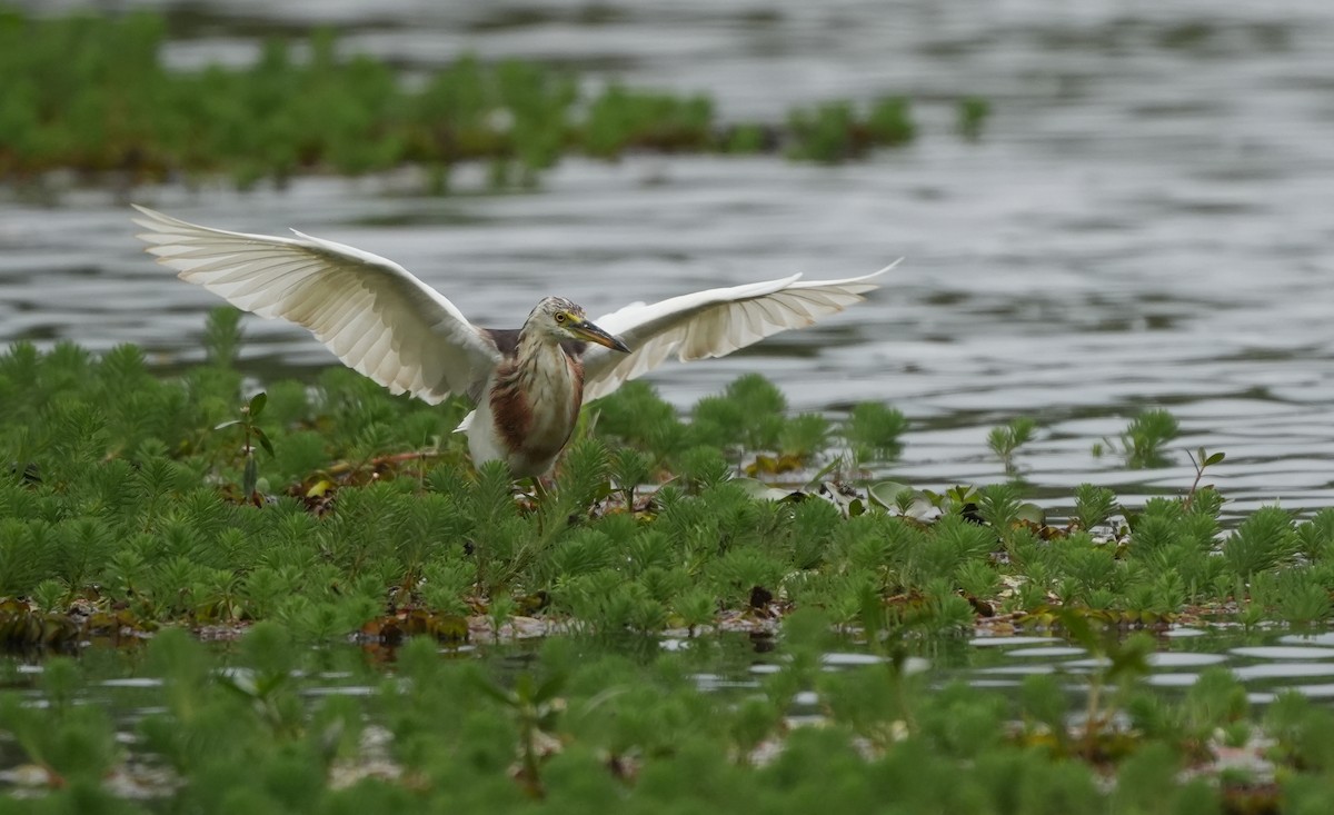 Javan Pond-Heron - ML639099607