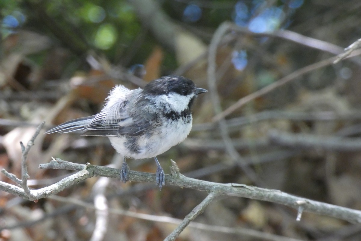 Black-capped Chickadee - ML639099608