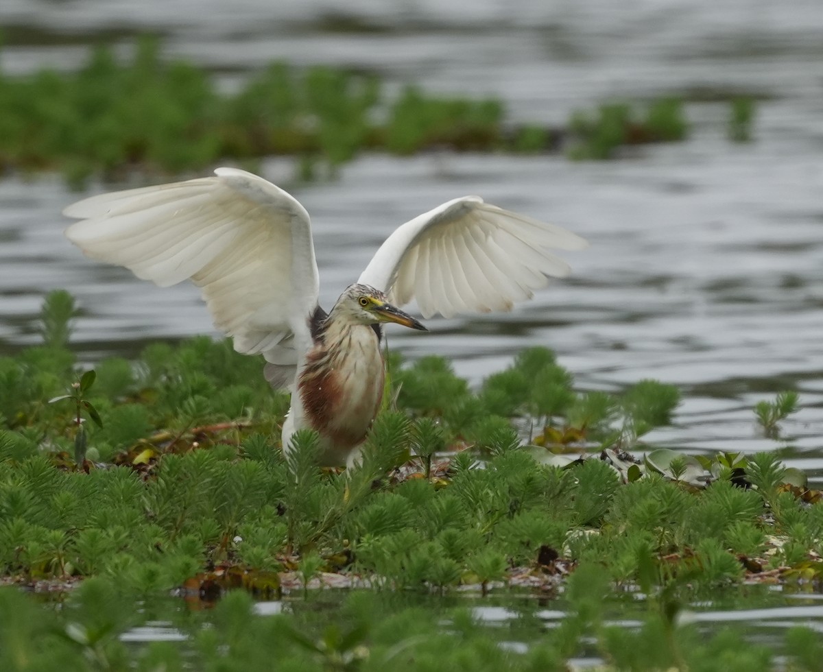 Javan Pond-Heron - ML639099609