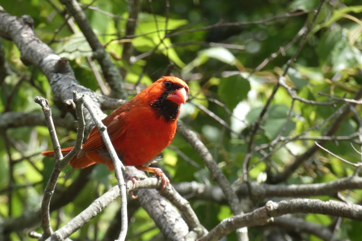 Northern Cardinal - ML639099617