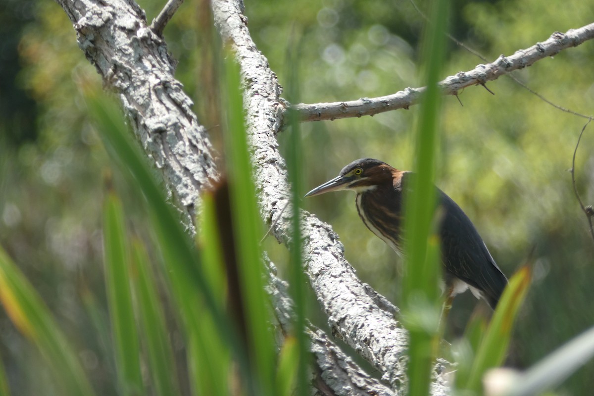 Green Heron - ML639099618