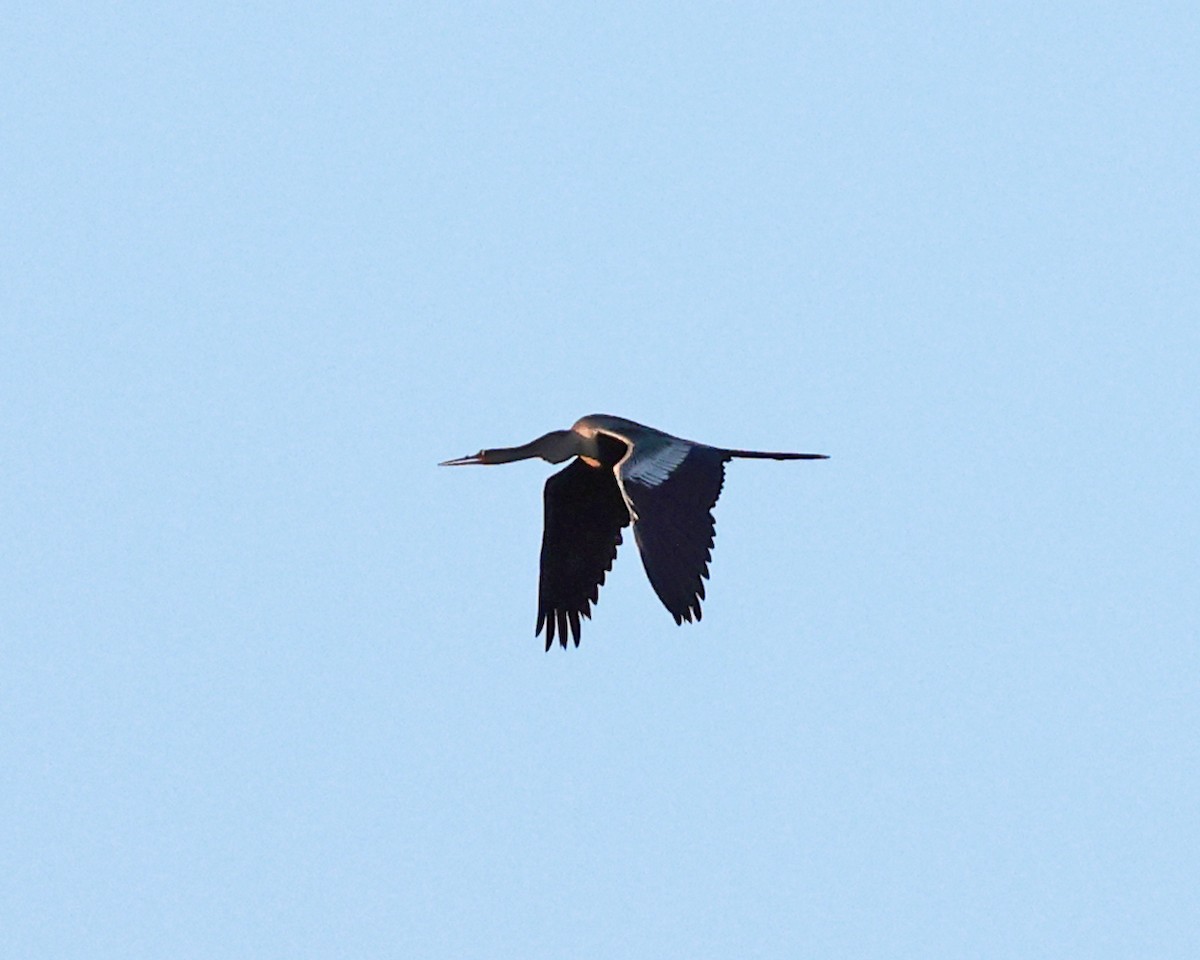 Anhinga Americana - ML639099664