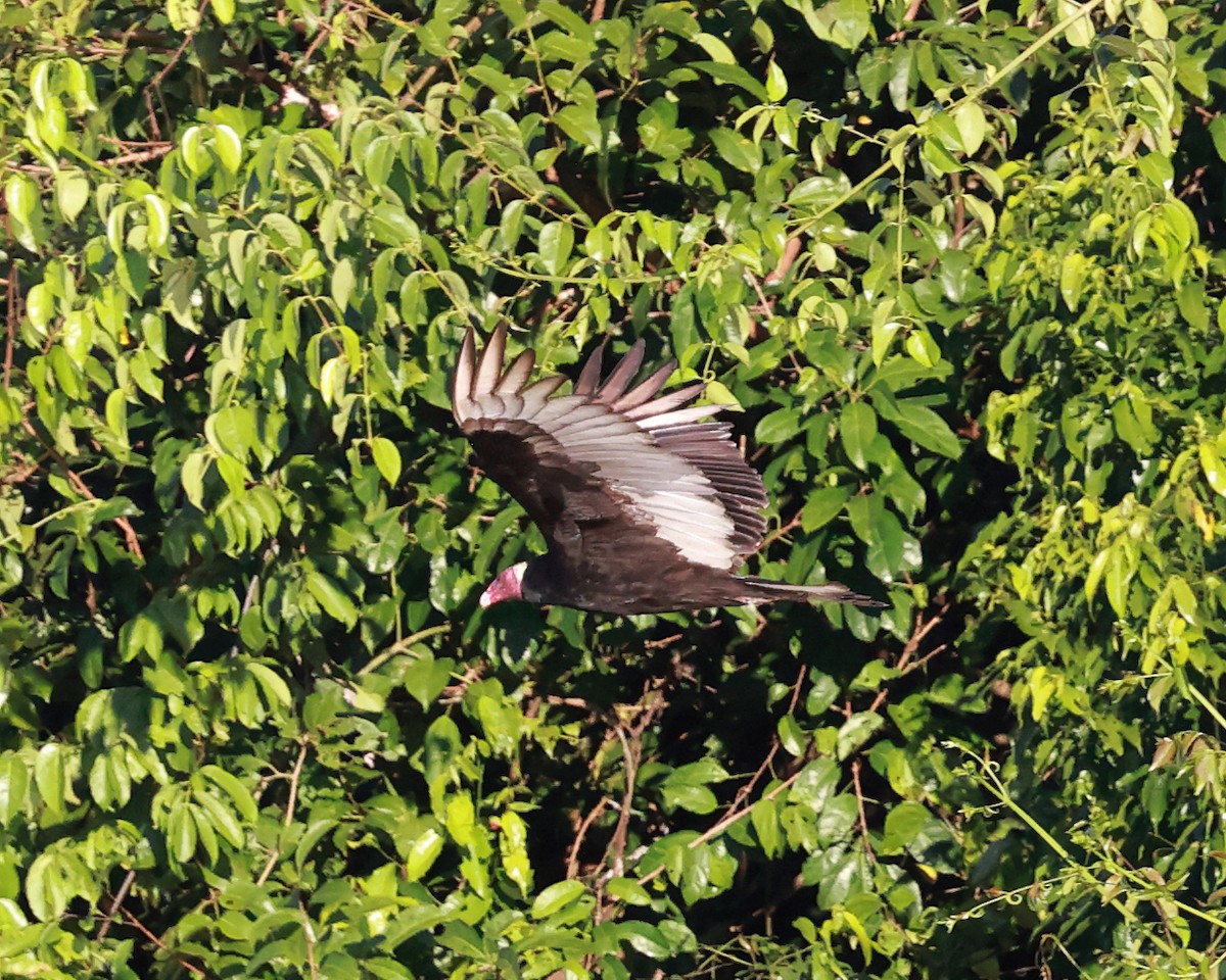 Aura Gallipavo - ML639099668