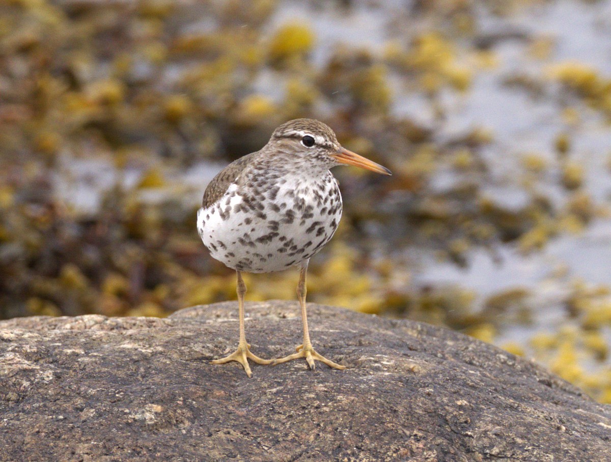Spotted Sandpiper - ML639099684