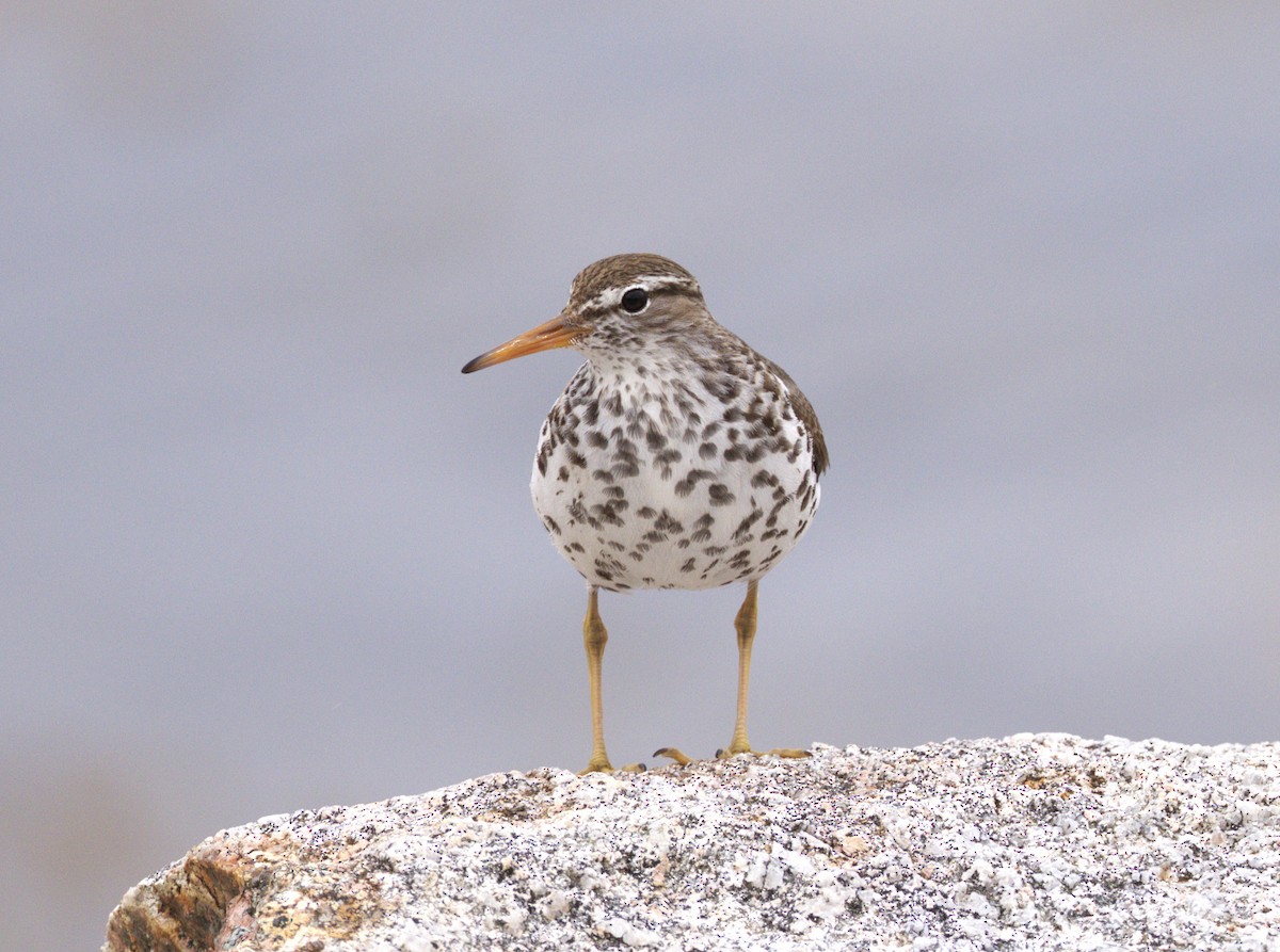 Spotted Sandpiper - ML639099688
