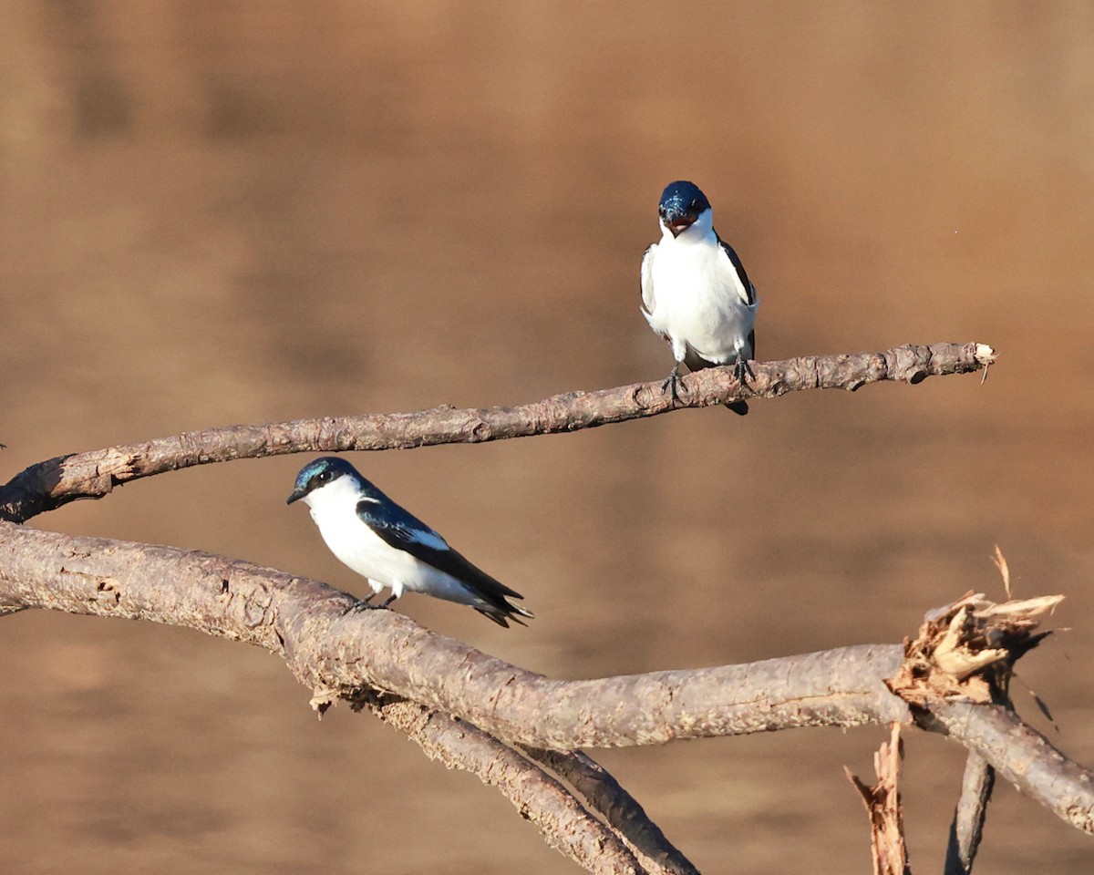 Golondrina Aliblanca - ML639099689