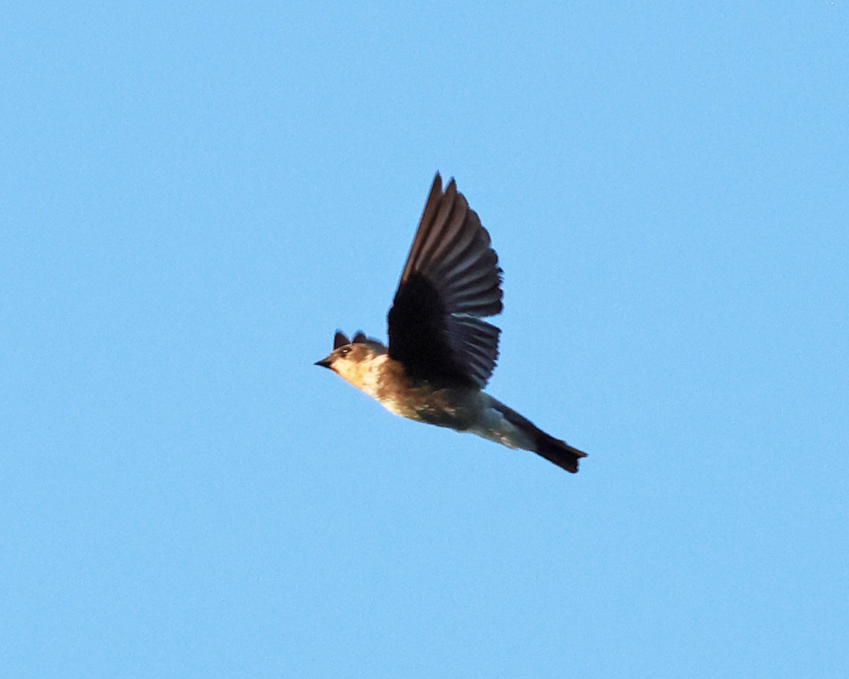 Golondrina Gorjirrufa - ML639099694