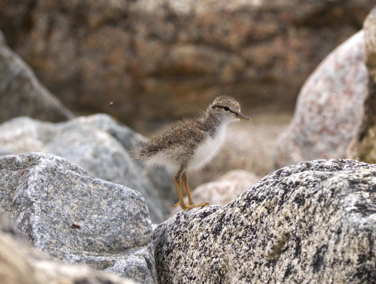 Spotted Sandpiper - ML639099700