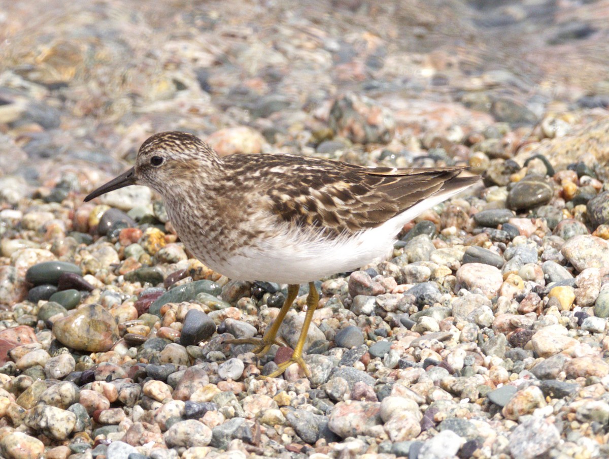 Least Sandpiper - ML639099717