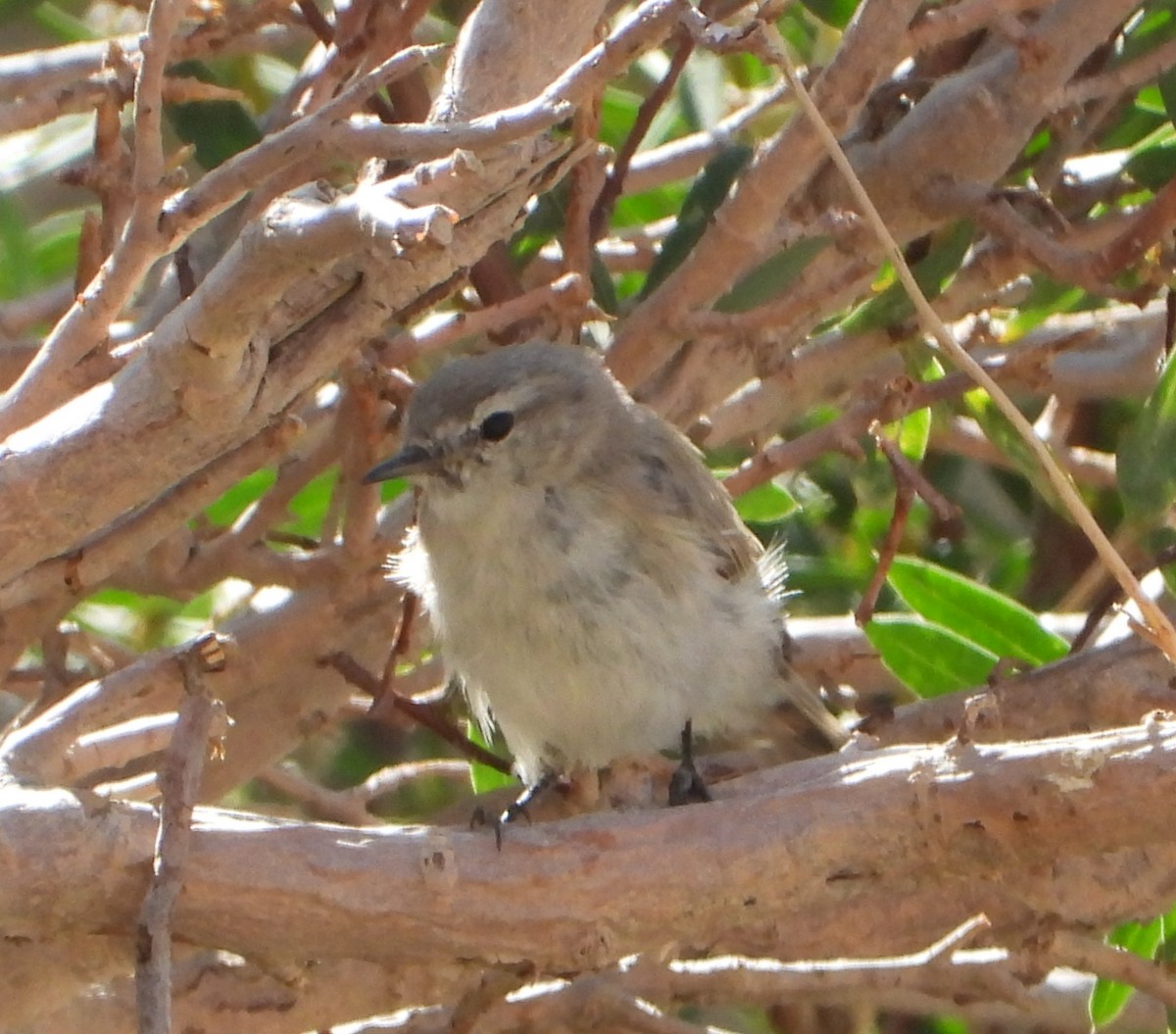 Plain Leaf Warbler - ML639099755