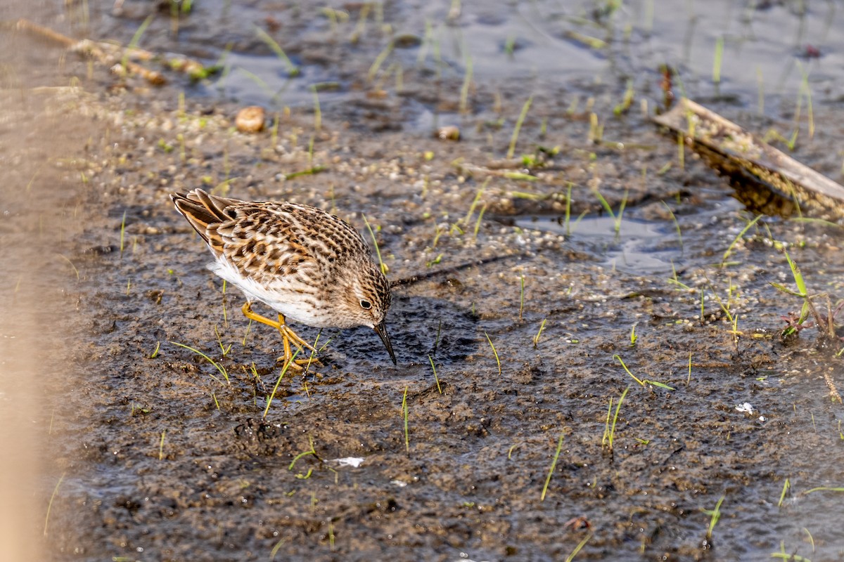 Least Sandpiper - ML639099778