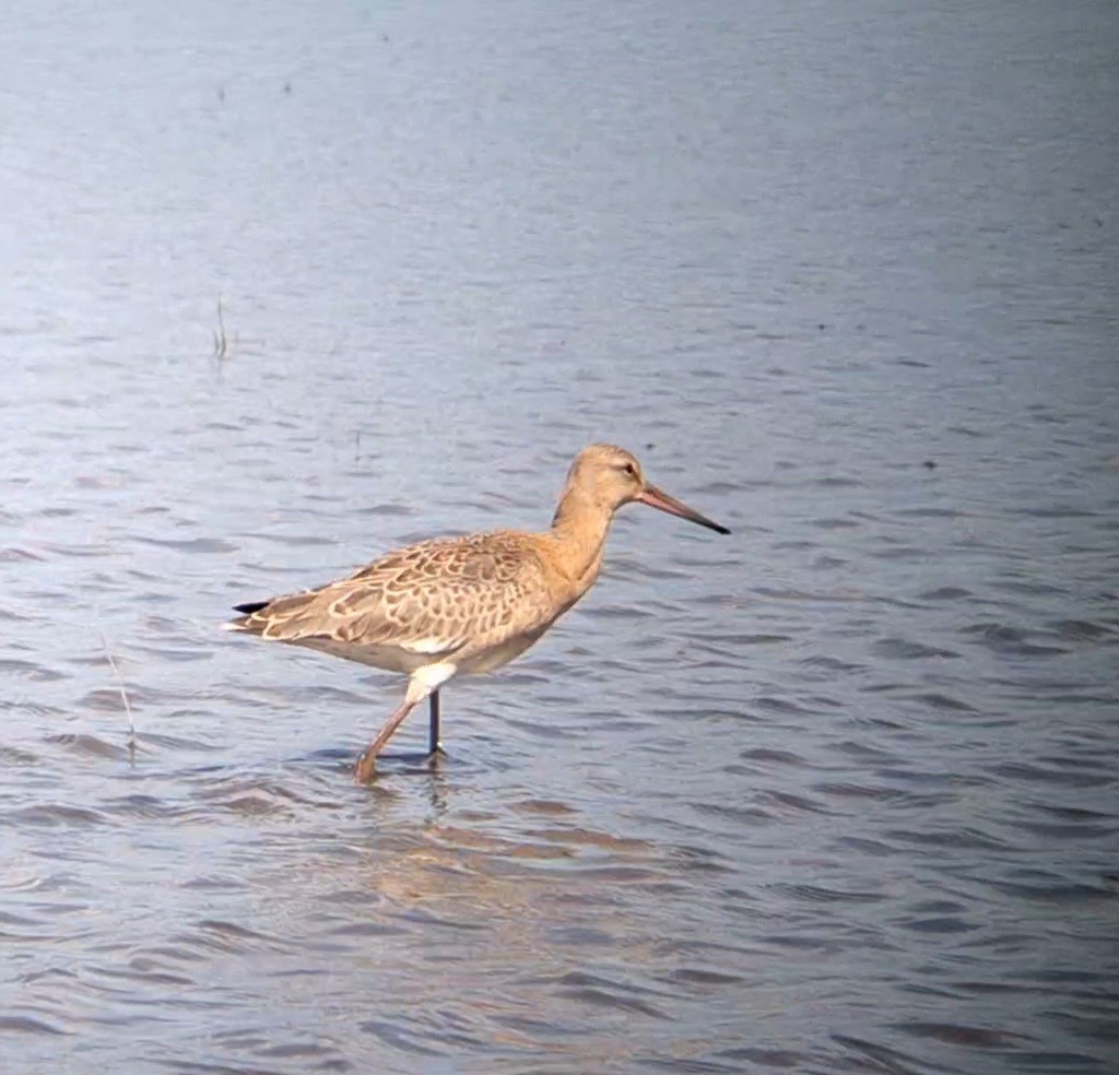 Black-tailed Godwit - ML639099794