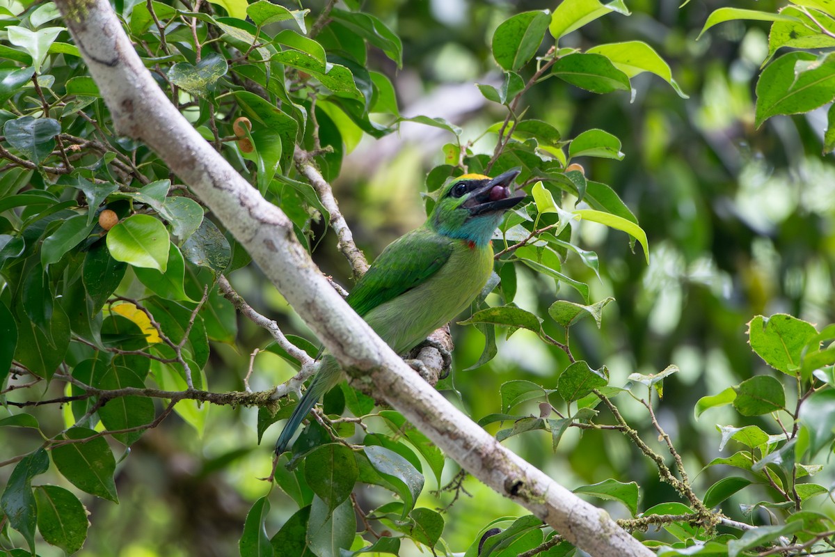 Barbudo Coronigualdo - ML639099869