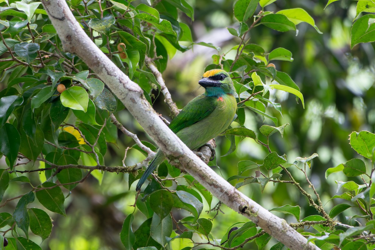 Barbudo Coronigualdo - ML639099870