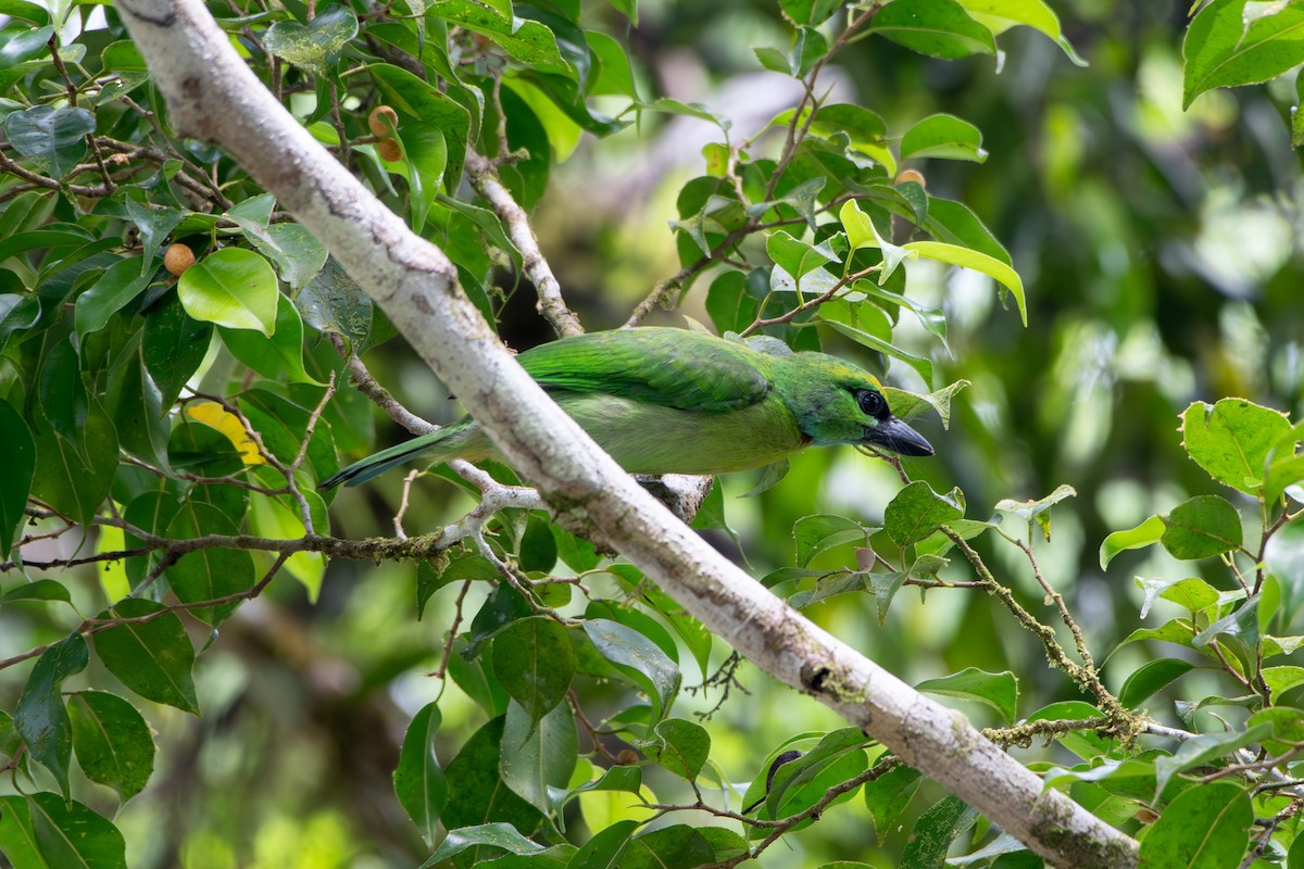 Barbudo Coronigualdo - ML639099871