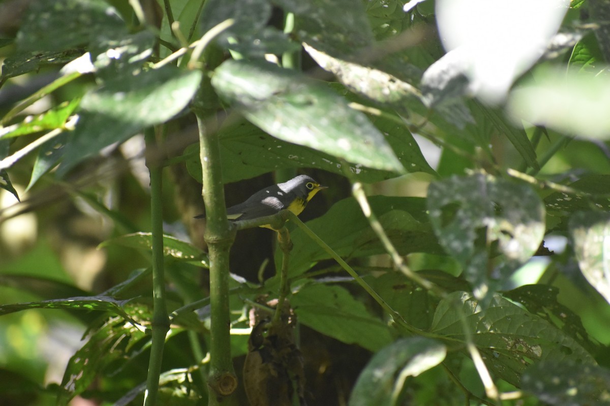 Canada Warbler - ML639099897