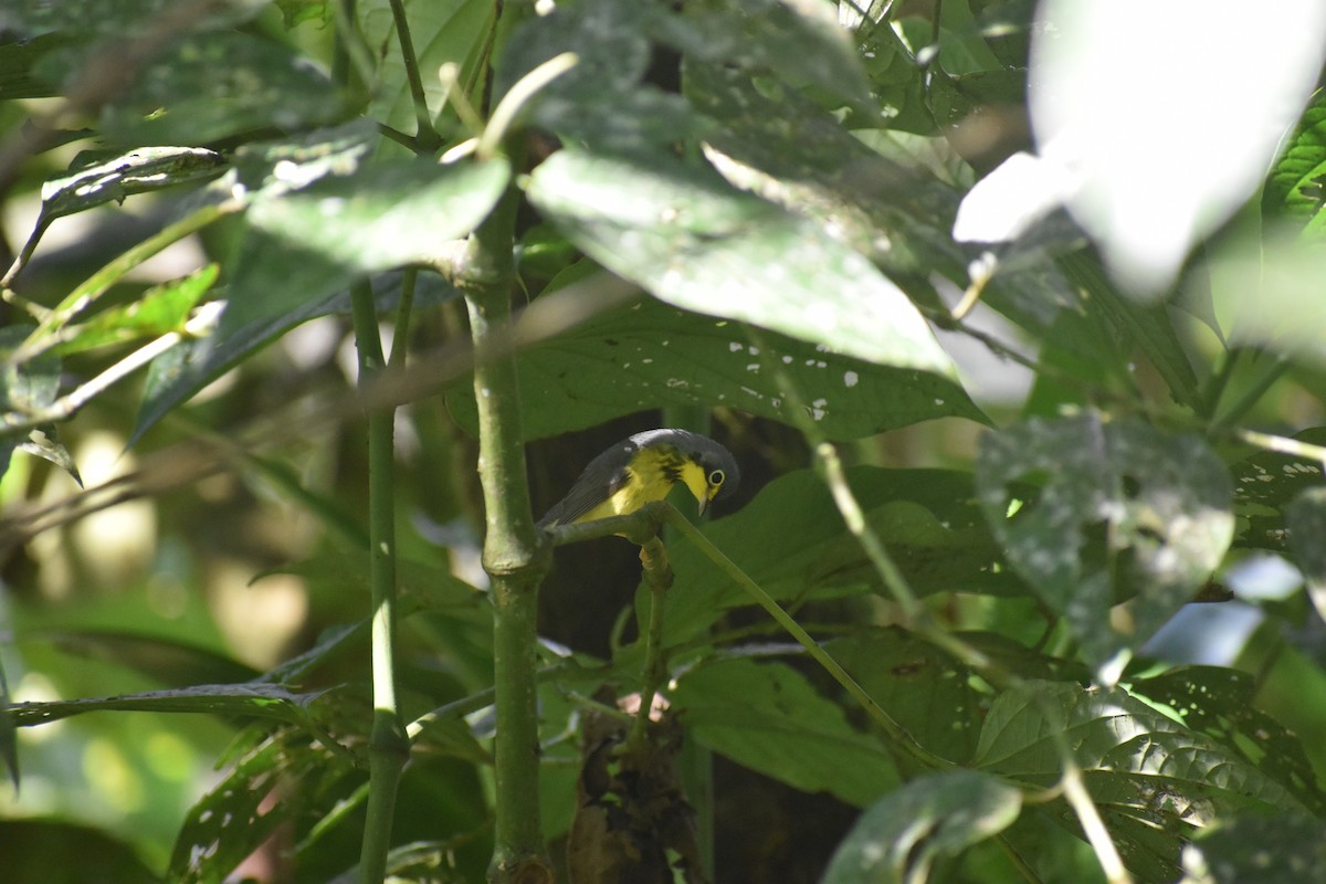 Canada Warbler - ML639099898