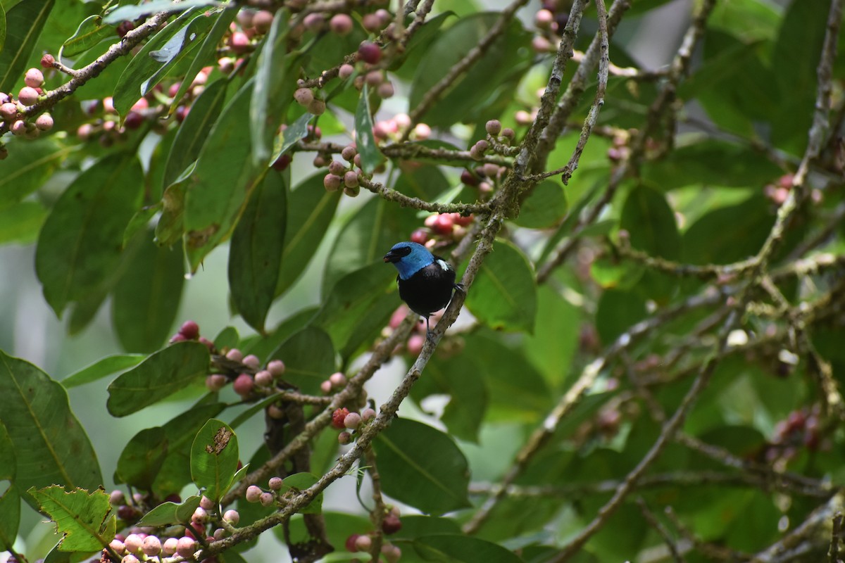 Blue-necked Tanager - ML639099961