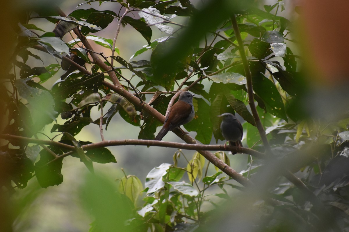 Andean Solitaire - ML639100002