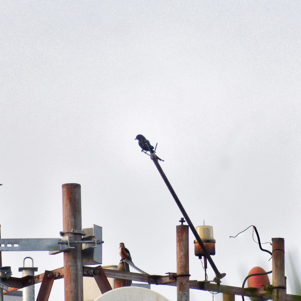 Drongo Real - ML639100010