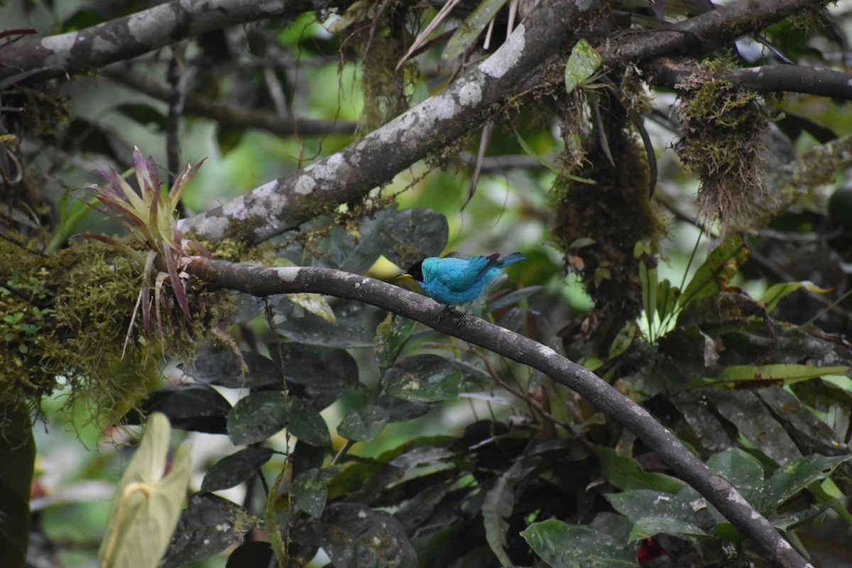 Green Honeycreeper - ML639100055