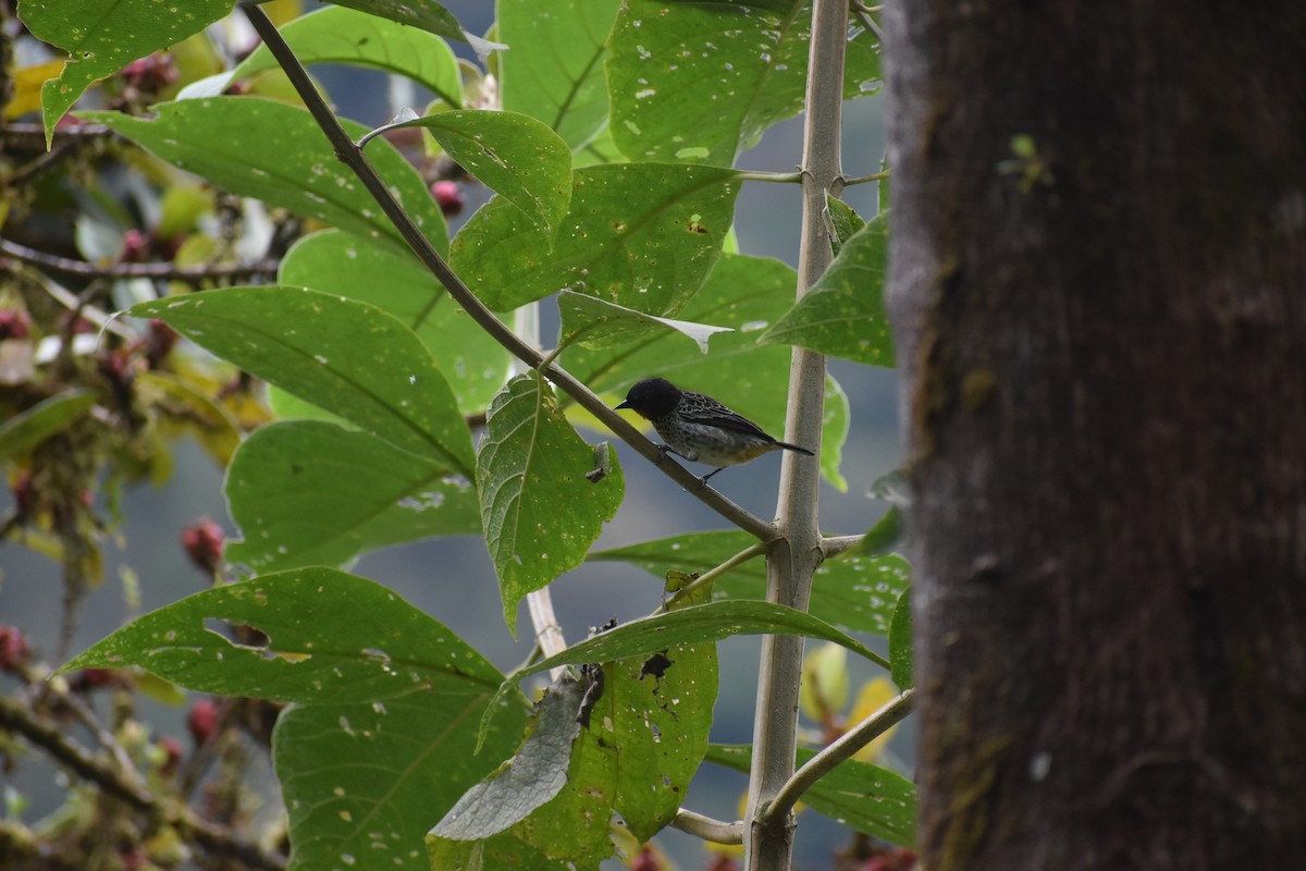 Rufous-throated Tanager - ML639100069