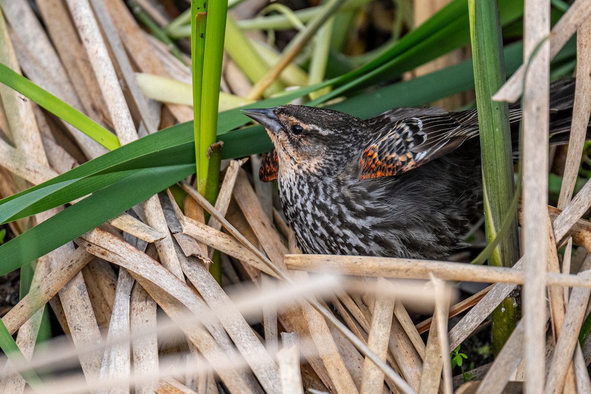 Red-winged Blackbird - ML639100091
