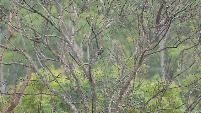 Yellow-crowned Woodpecker - ML639100274