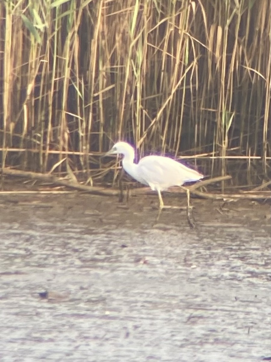 Little Blue Heron - ML639100296