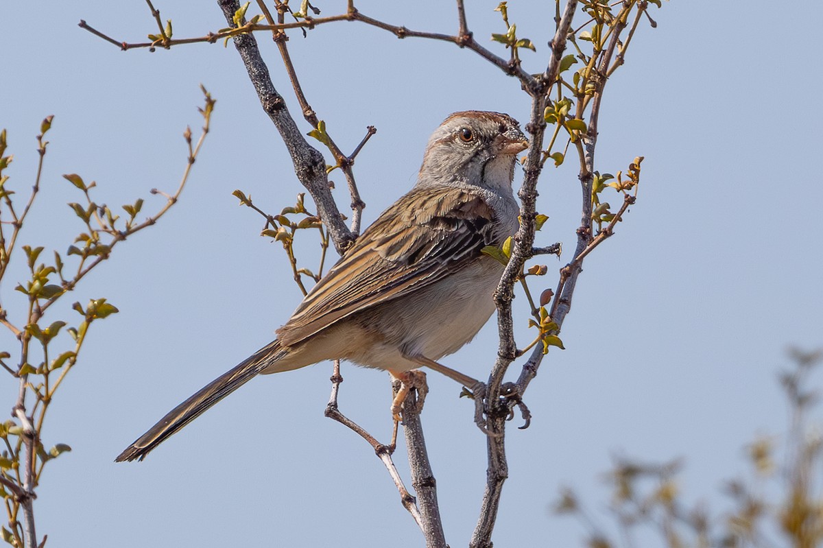 Rufous-winged Sparrow - ML639100352