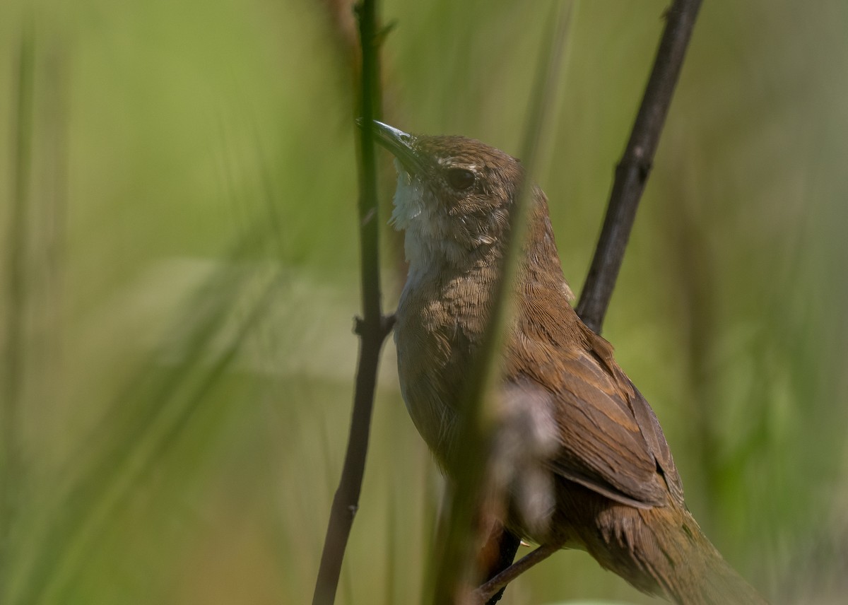 Dalat Bush Warbler - ML639100399