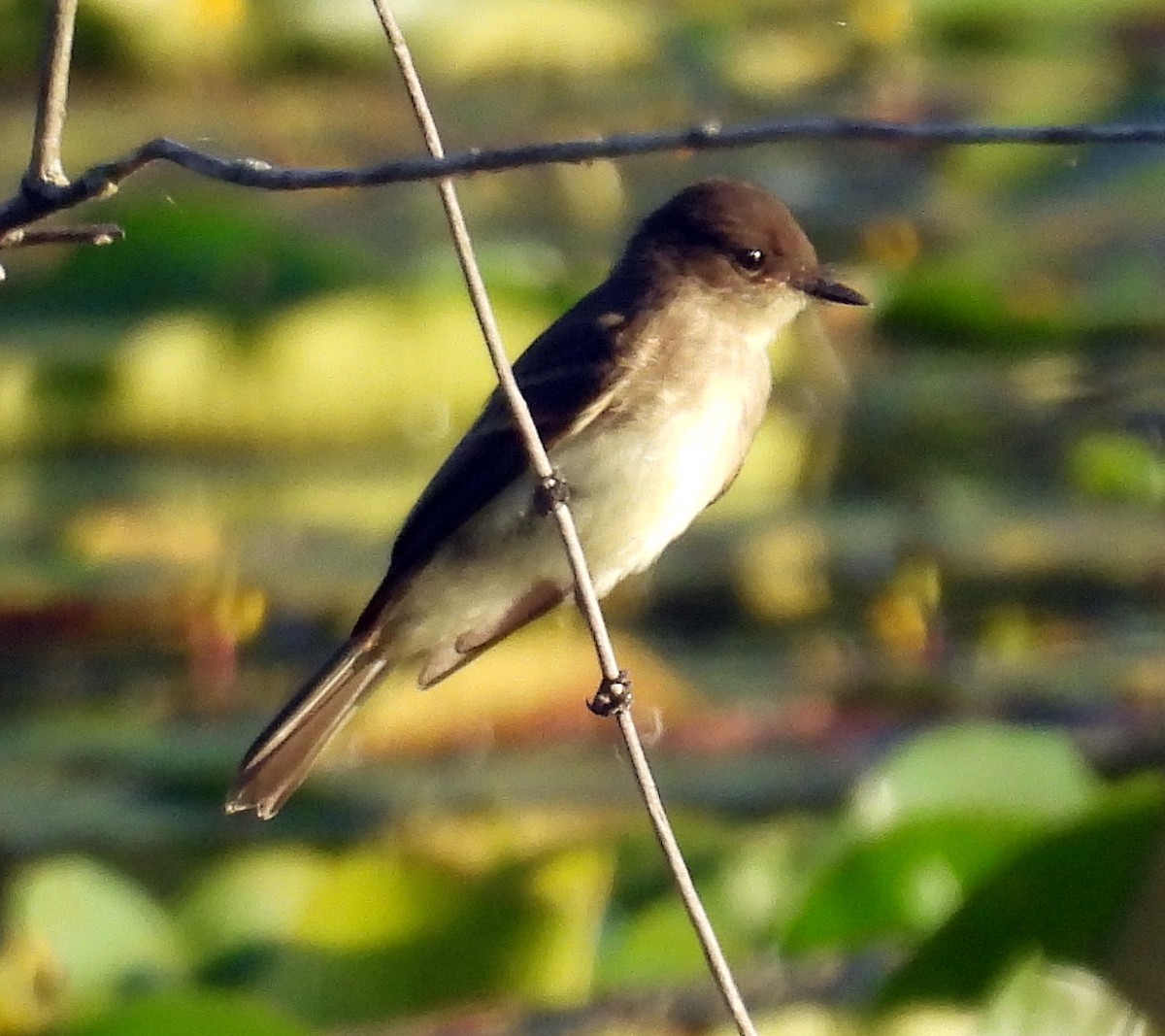 Mosquero Fibí - ML639100413