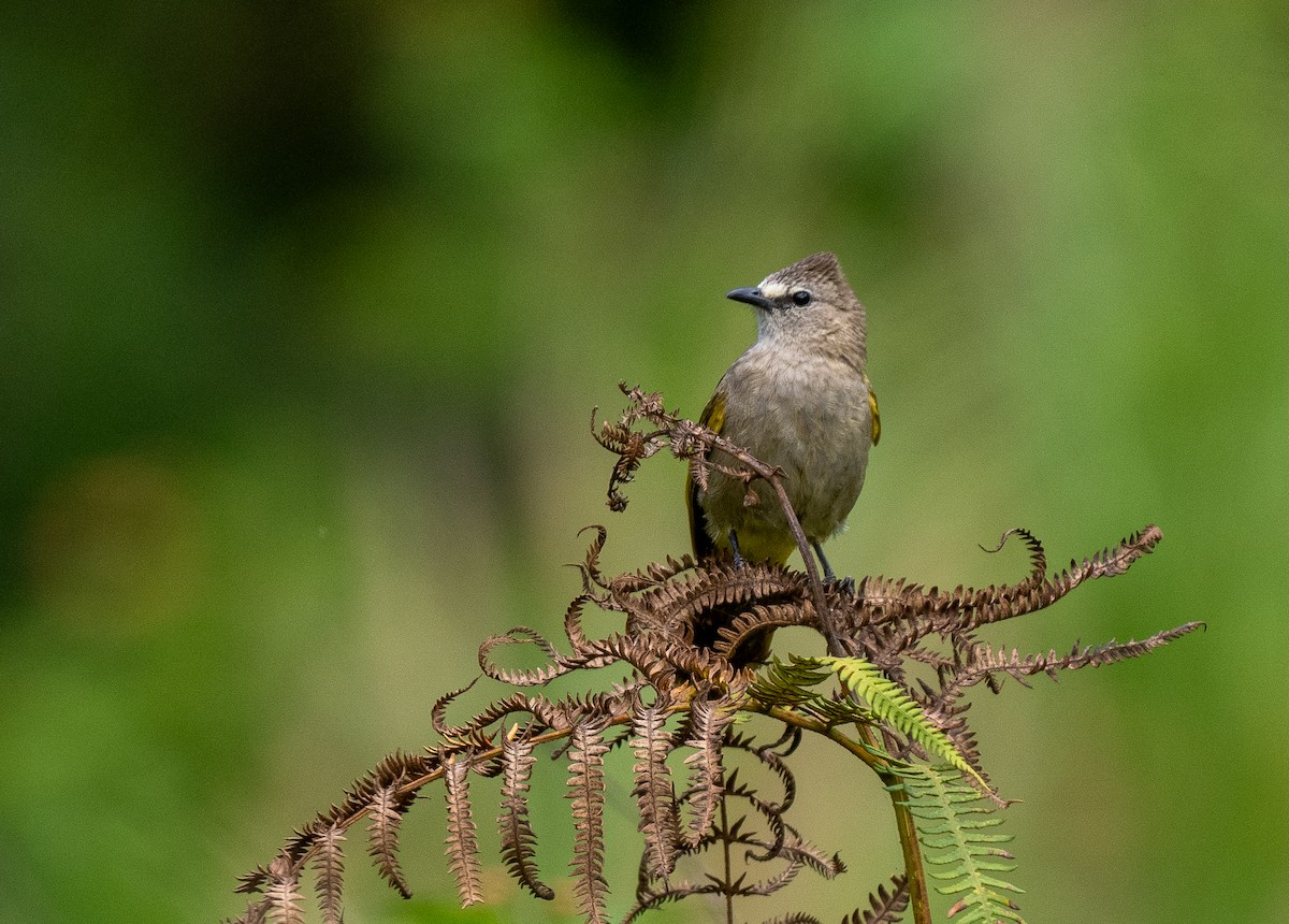 Flavescent Bulbul - ML639100435