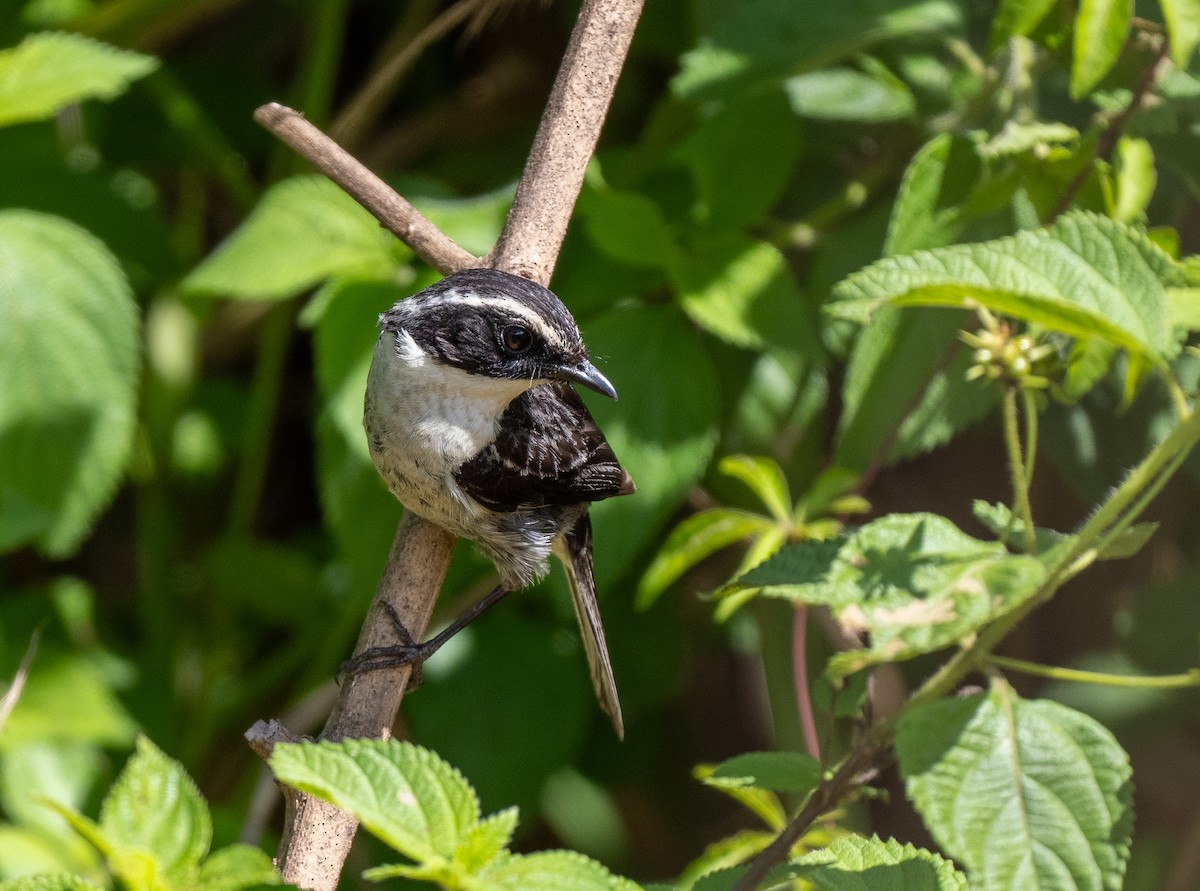 Gray Bushchat - ML639100458