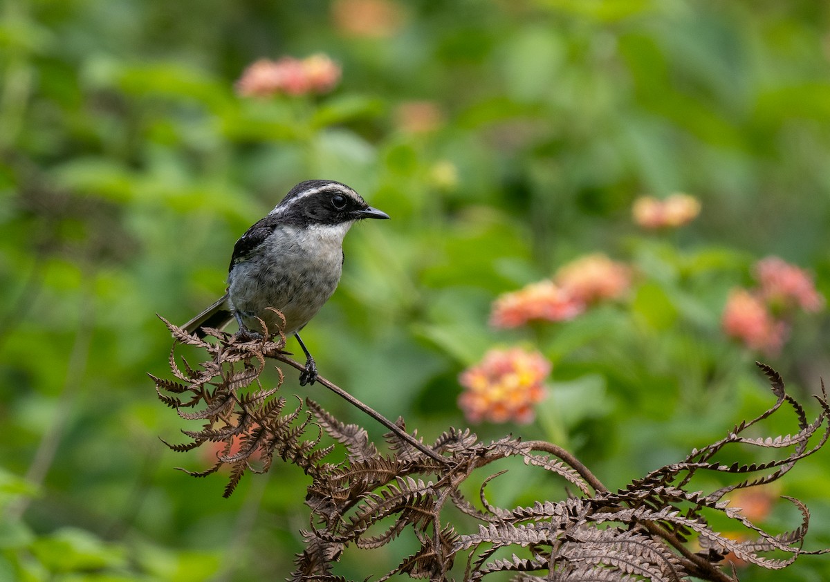 Gray Bushchat - ML639100459