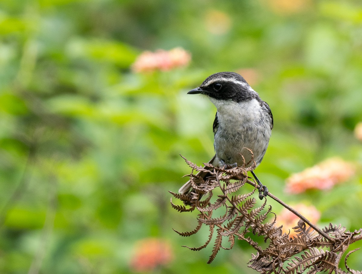 Gray Bushchat - ML639100461