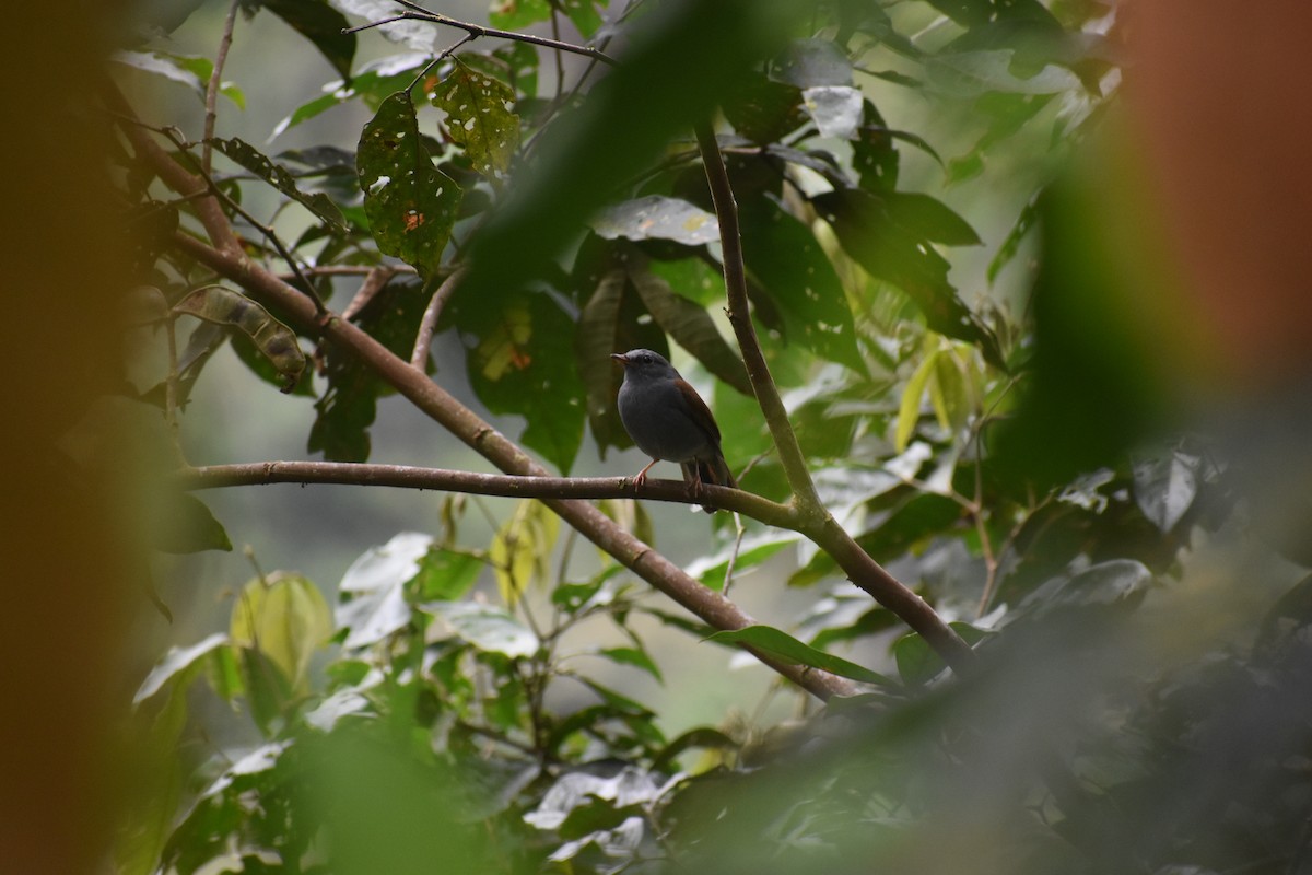 Andean Solitaire - ML639100487