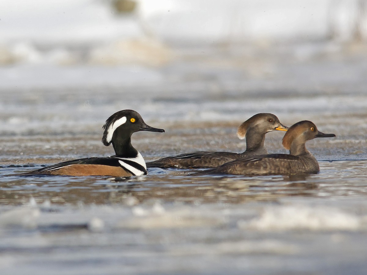 Male and female