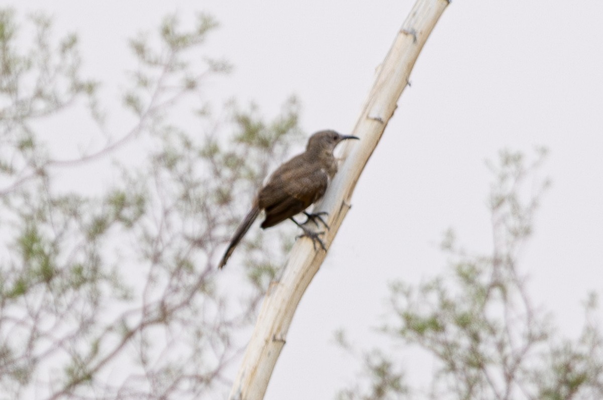 Rotsteiß-Spottdrossel - ML639100633