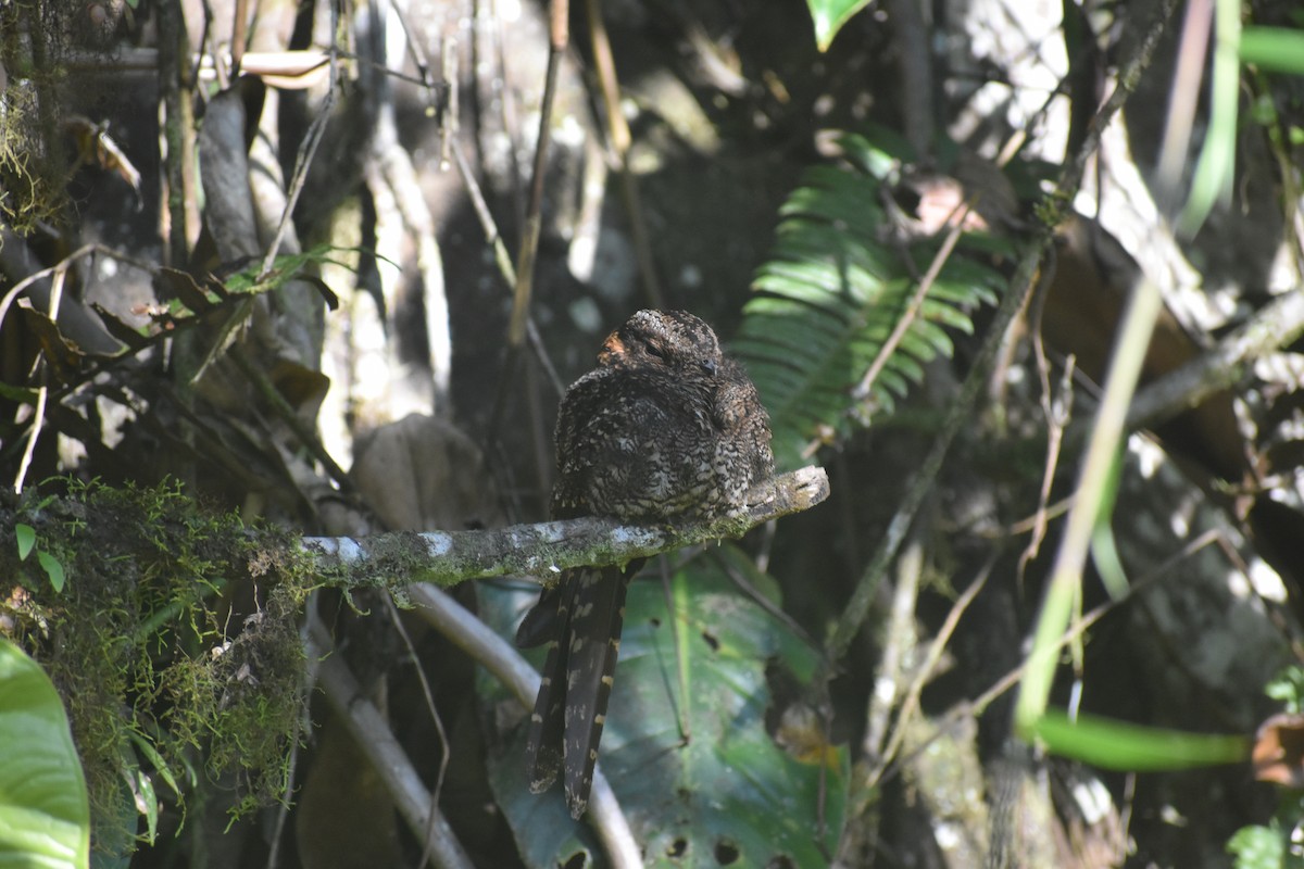 Lyre-tailed Nightjar - ML639100645