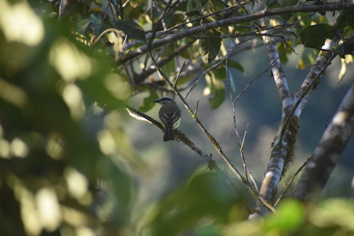 Golden-bellied Flycatcher - ML639100654