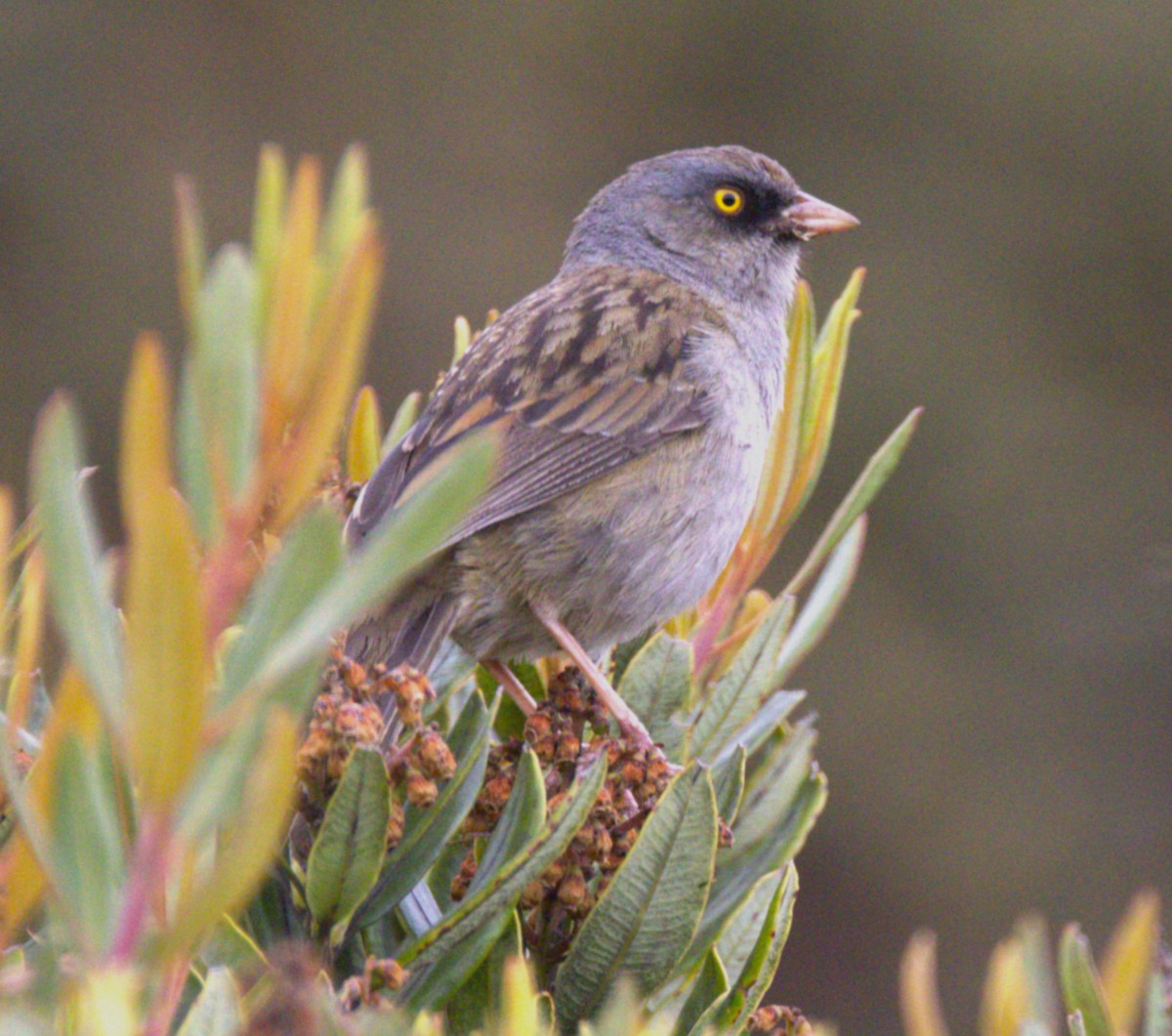 Volcano Junco - ML639100697