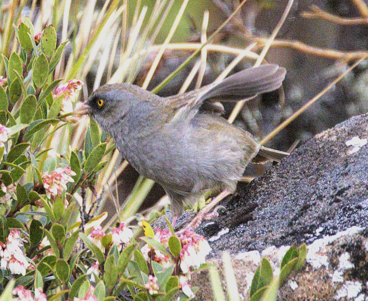 Volcano Junco - ML639100698