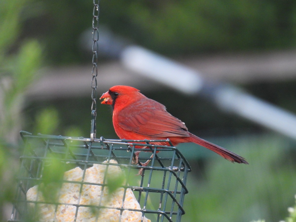 Northern Cardinal - ML639100703