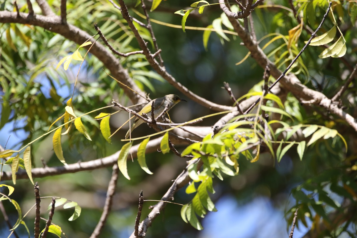 Brown Honeyeater - ML639100721