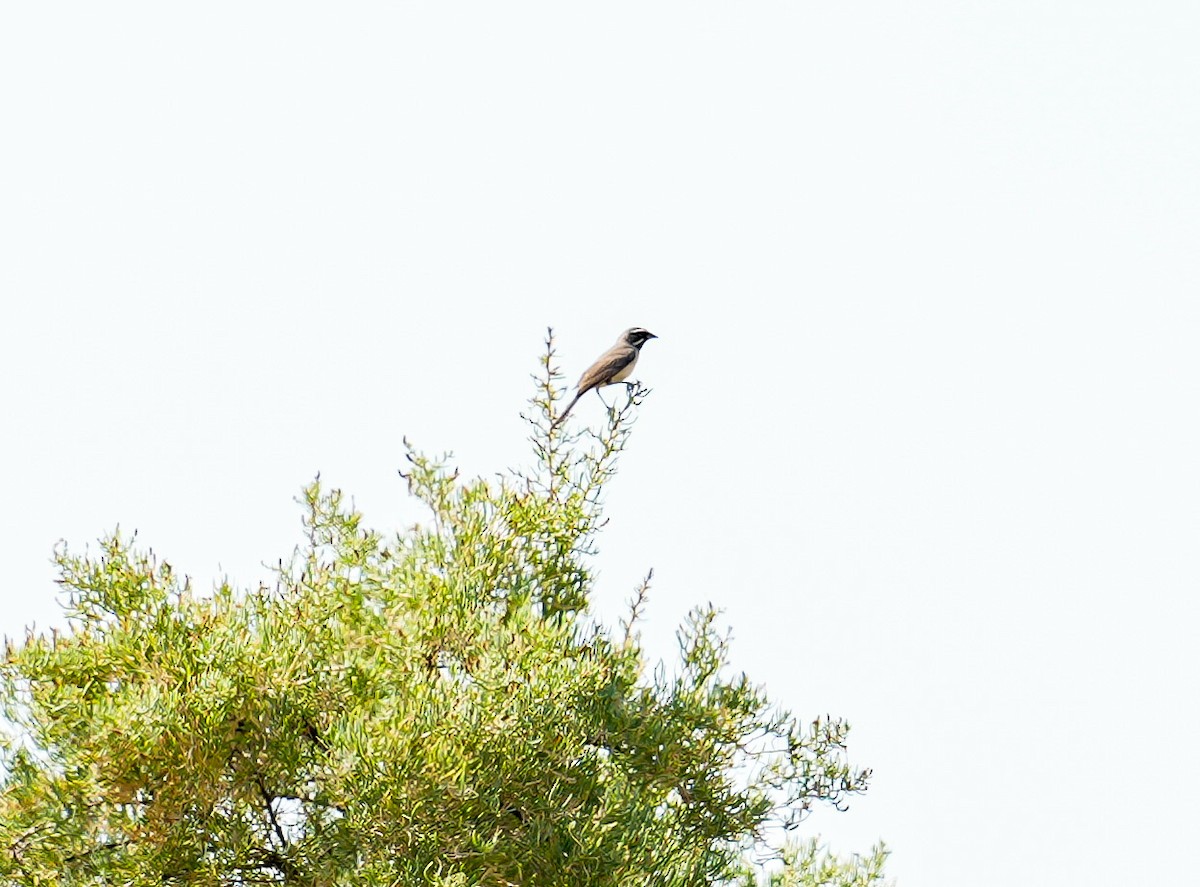 Black-throated Sparrow - ML639100724