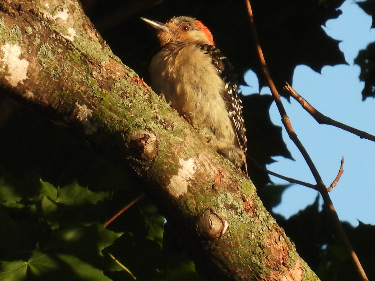 Red-bellied Woodpecker - ML639100760