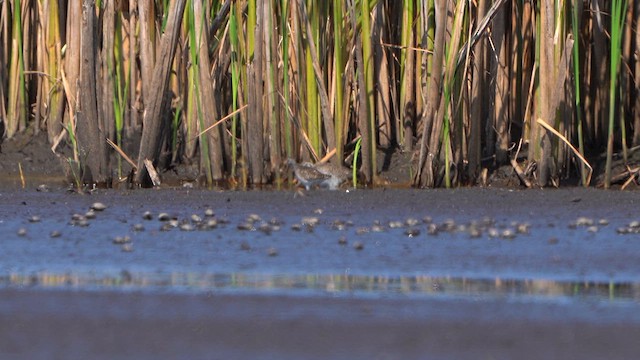 Common Redshank - ML639100789