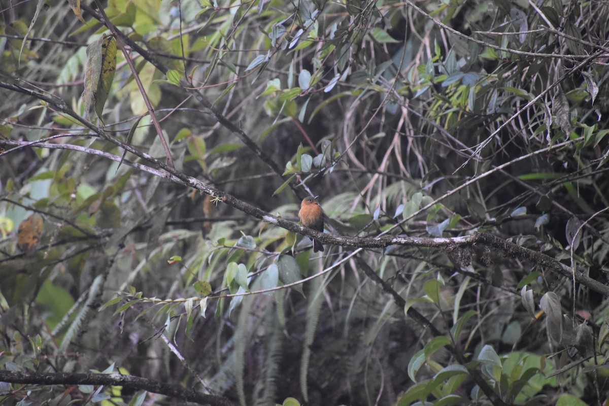 Cinnamon Flycatcher - ML639100825